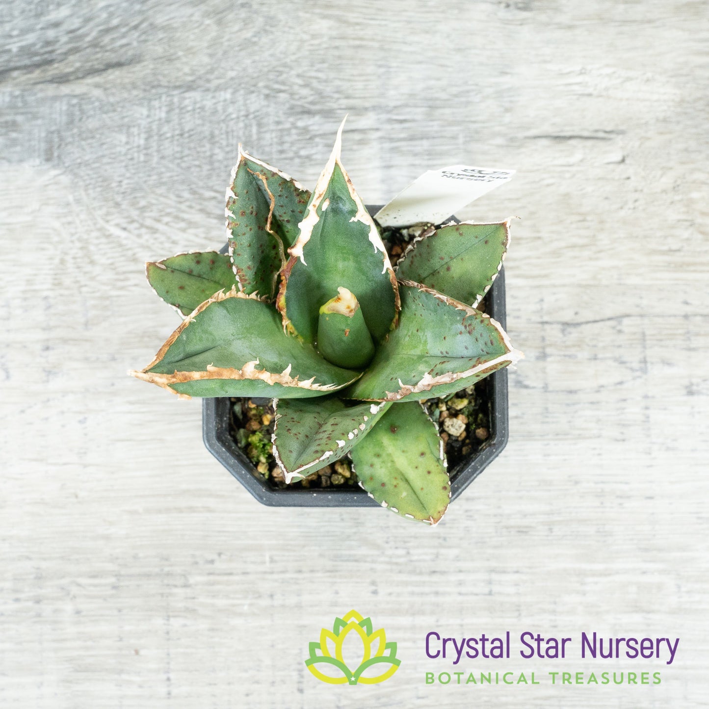 Agave titanota 'Werewolf' (2)