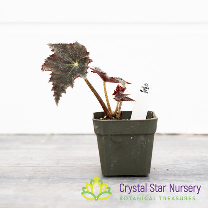 Begonia 'Black Velvet'
