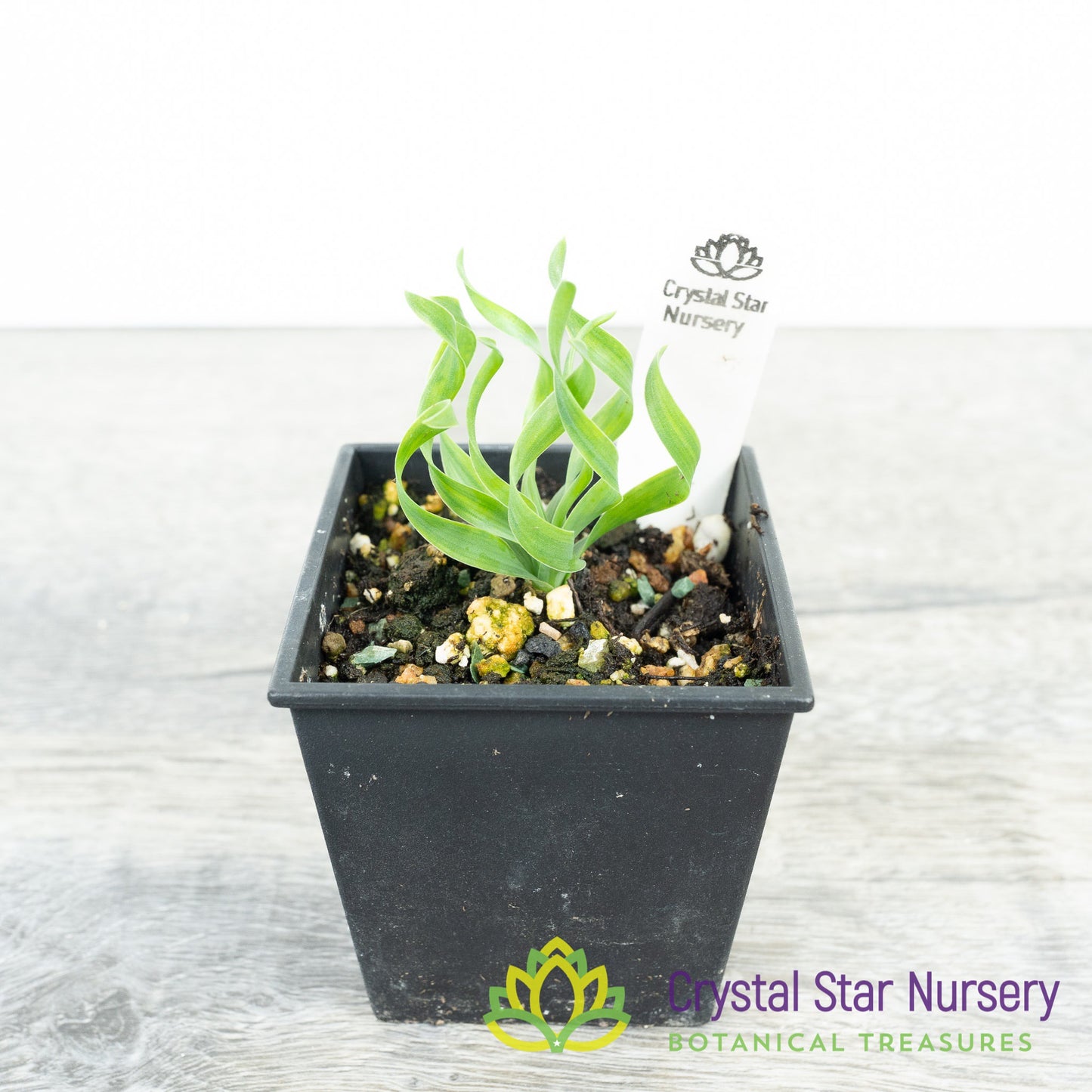 Albuca Concordiana