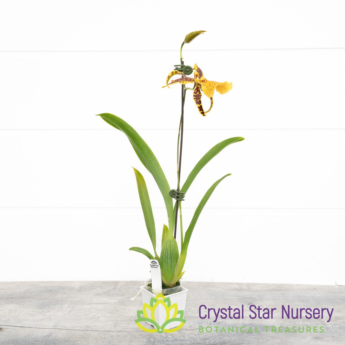 Aliceara Hilo Ablaze ’Hilo Gold’ HCC/AOS (H929)
