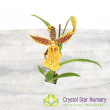 Aliceara Hilo Ablaze ’Hilo Gold’ HCC/AOS (H929)