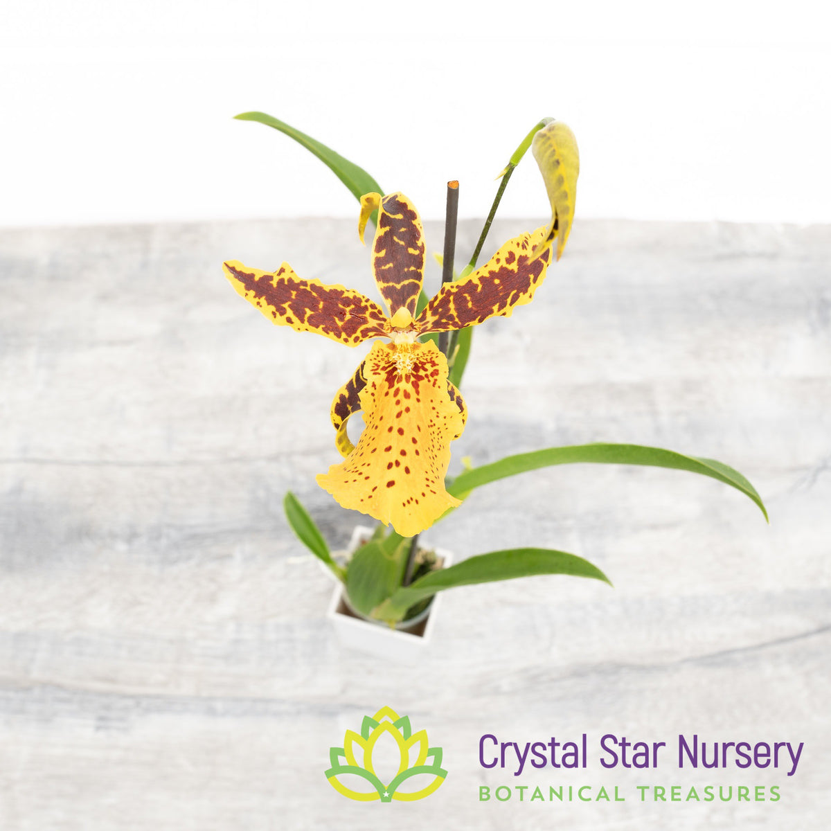 Aliceara Hilo Ablaze ’Hilo Gold’ HCC/AOS (H929)