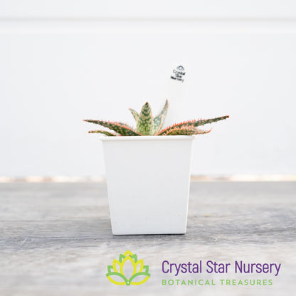 Aloe Christmas Hybrid Seedling