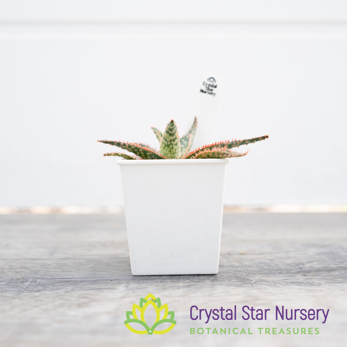 Aloe Christmas Hybrid Seedling