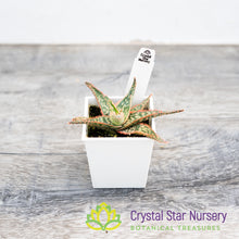 Aloe Christmas Hybrid Seedling