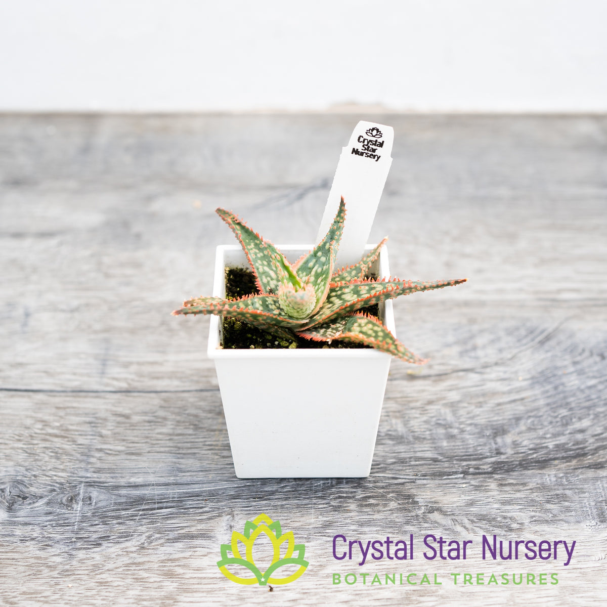 Aloe Christmas Hybrid Seedling