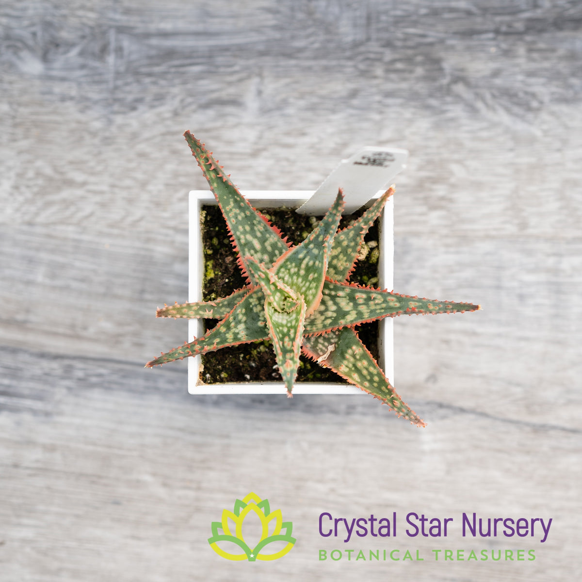 Aloe Christmas Hybrid Seedling