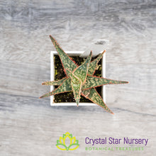 Aloe Christmas Hybrid Seedling
