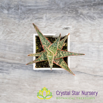 Aloe Christmas Hybrid Seedling