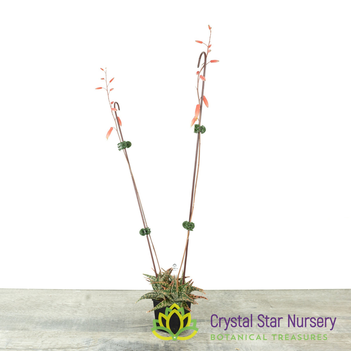 Aloe Christmas Hybrid Seedling