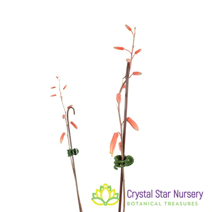 Aloe Christmas Hybrid Seedling