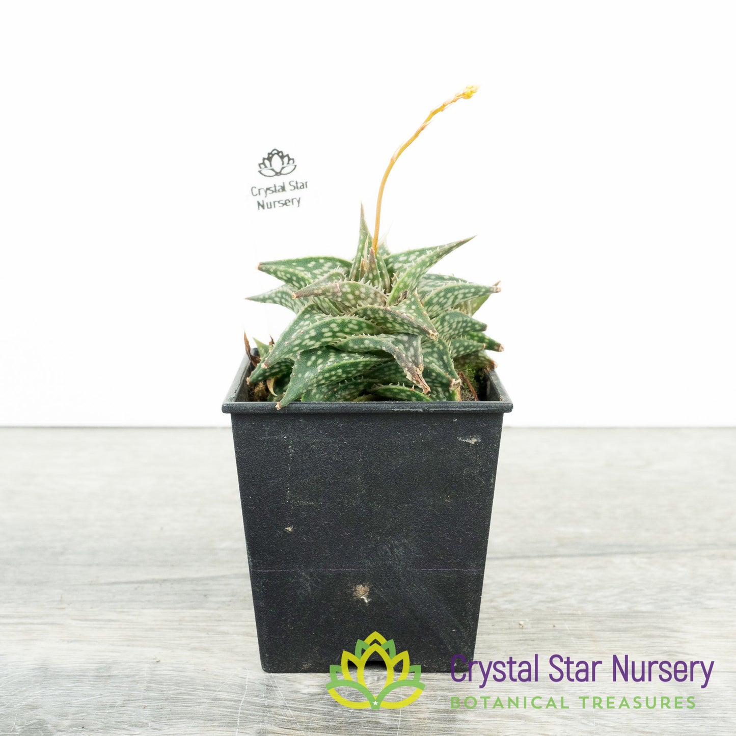 Aloe Descoingsii