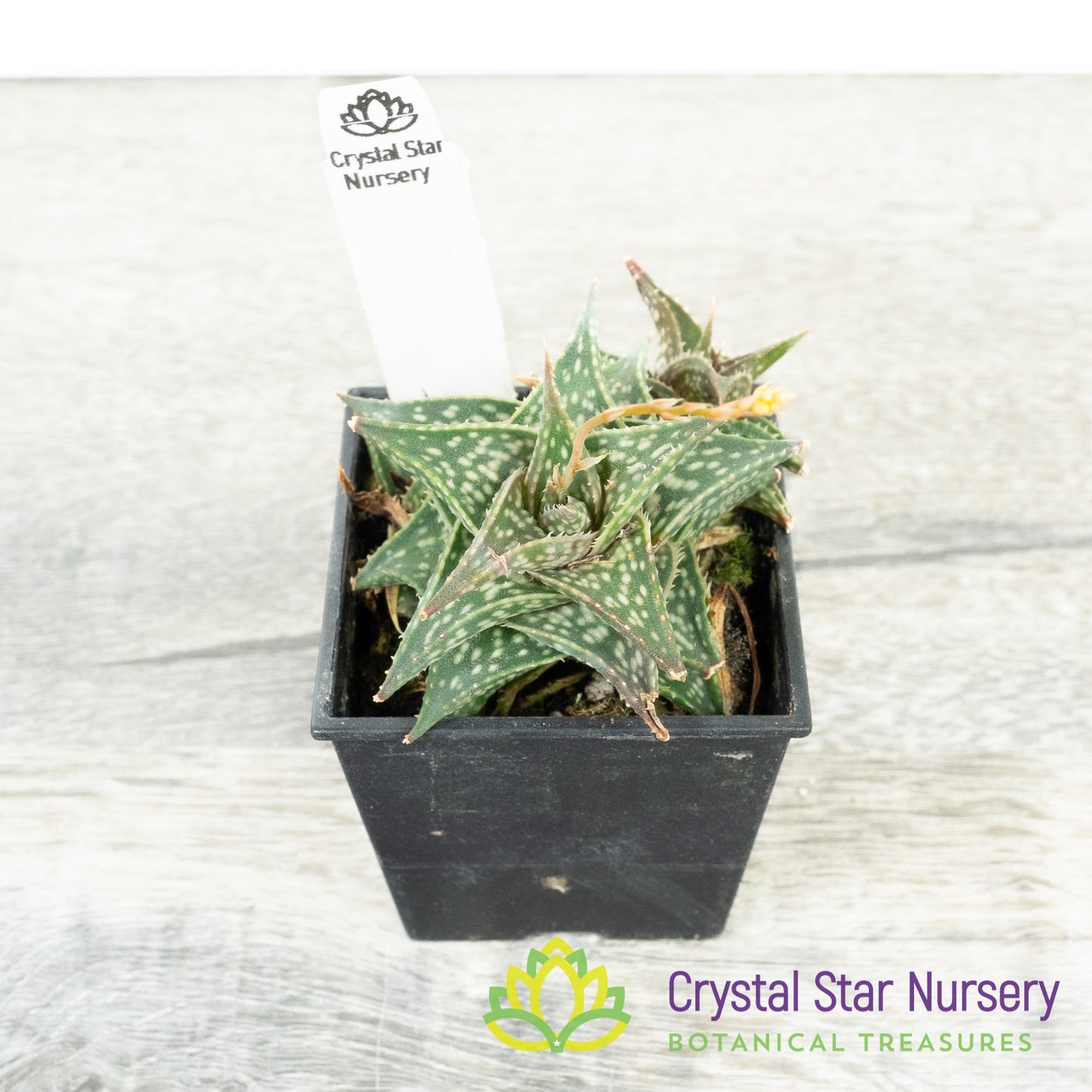 Aloe Descoingsii