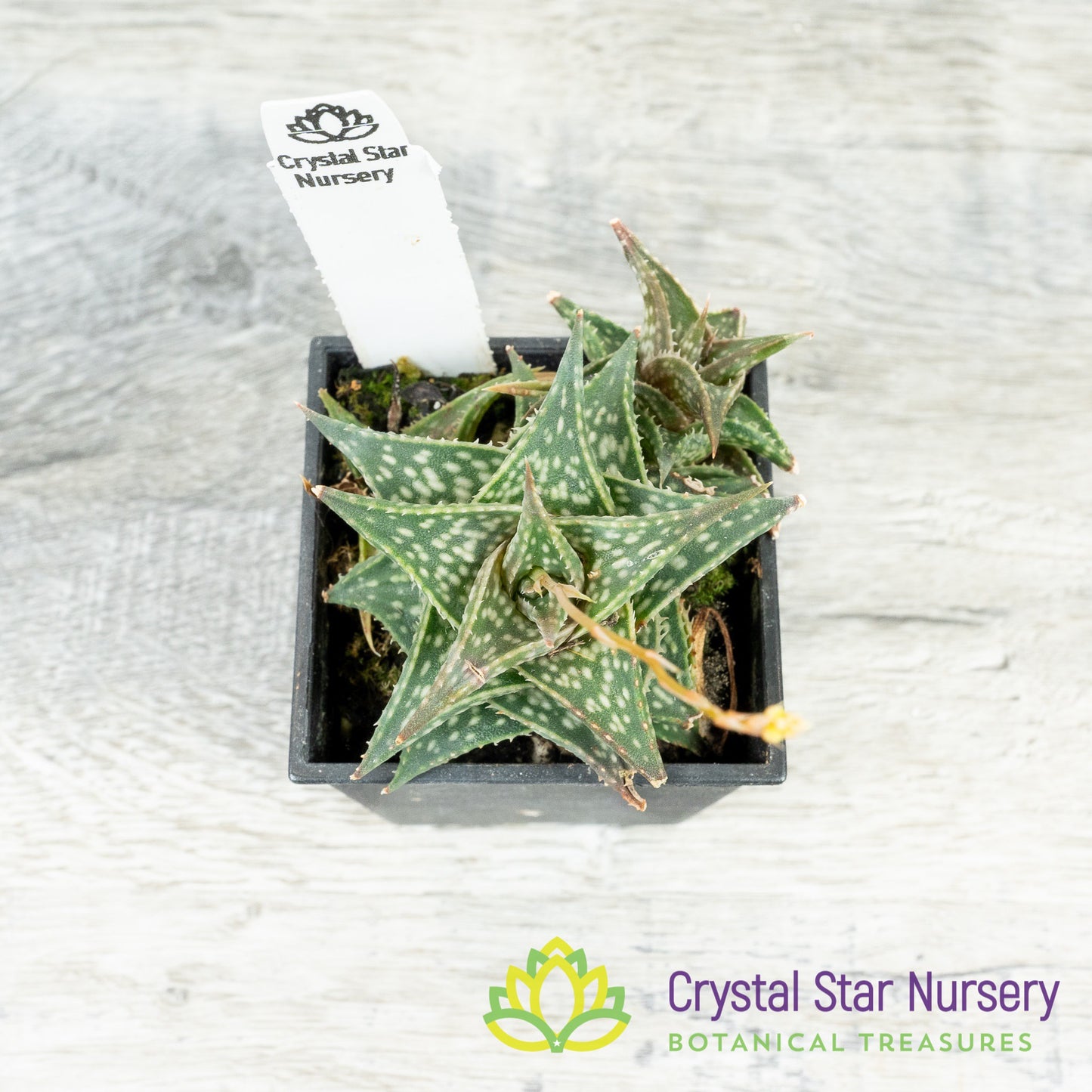 Aloe Descoingsii