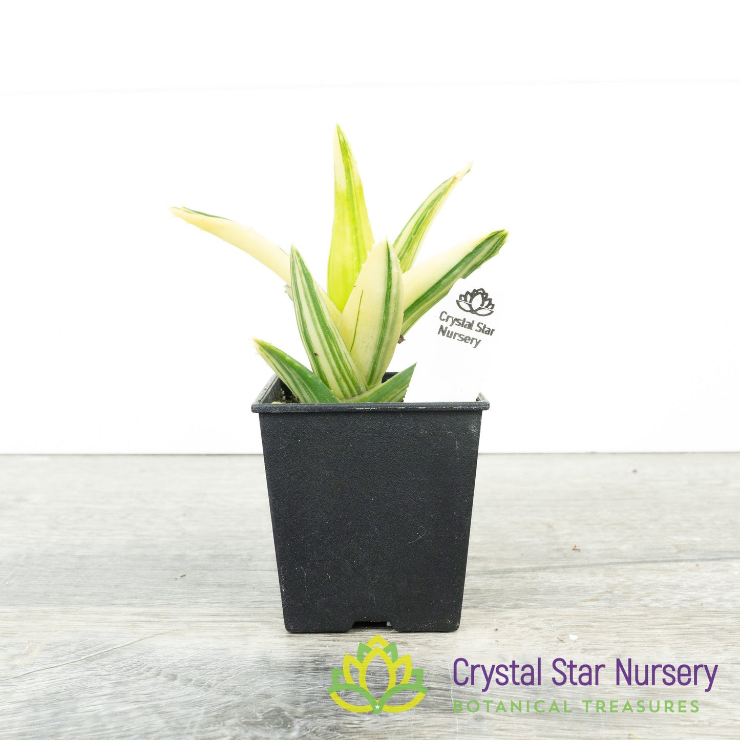 Aloe Nobilis Variegated