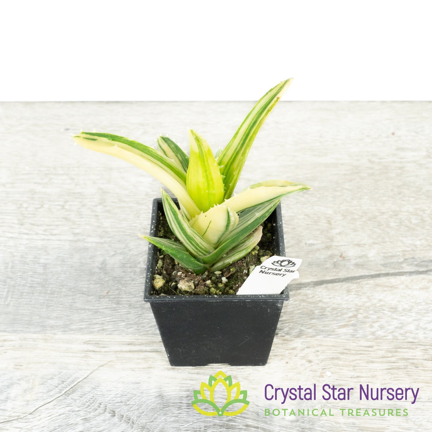 Aloe Nobilis Variegated