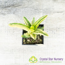 Aloe Nobilis Variegated