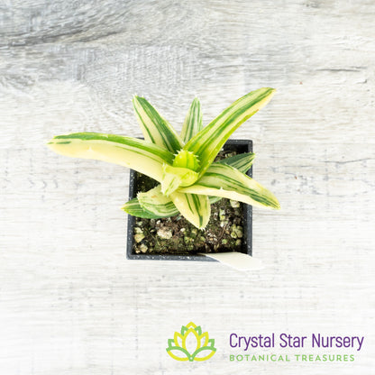 Aloe Nobilis Variegated