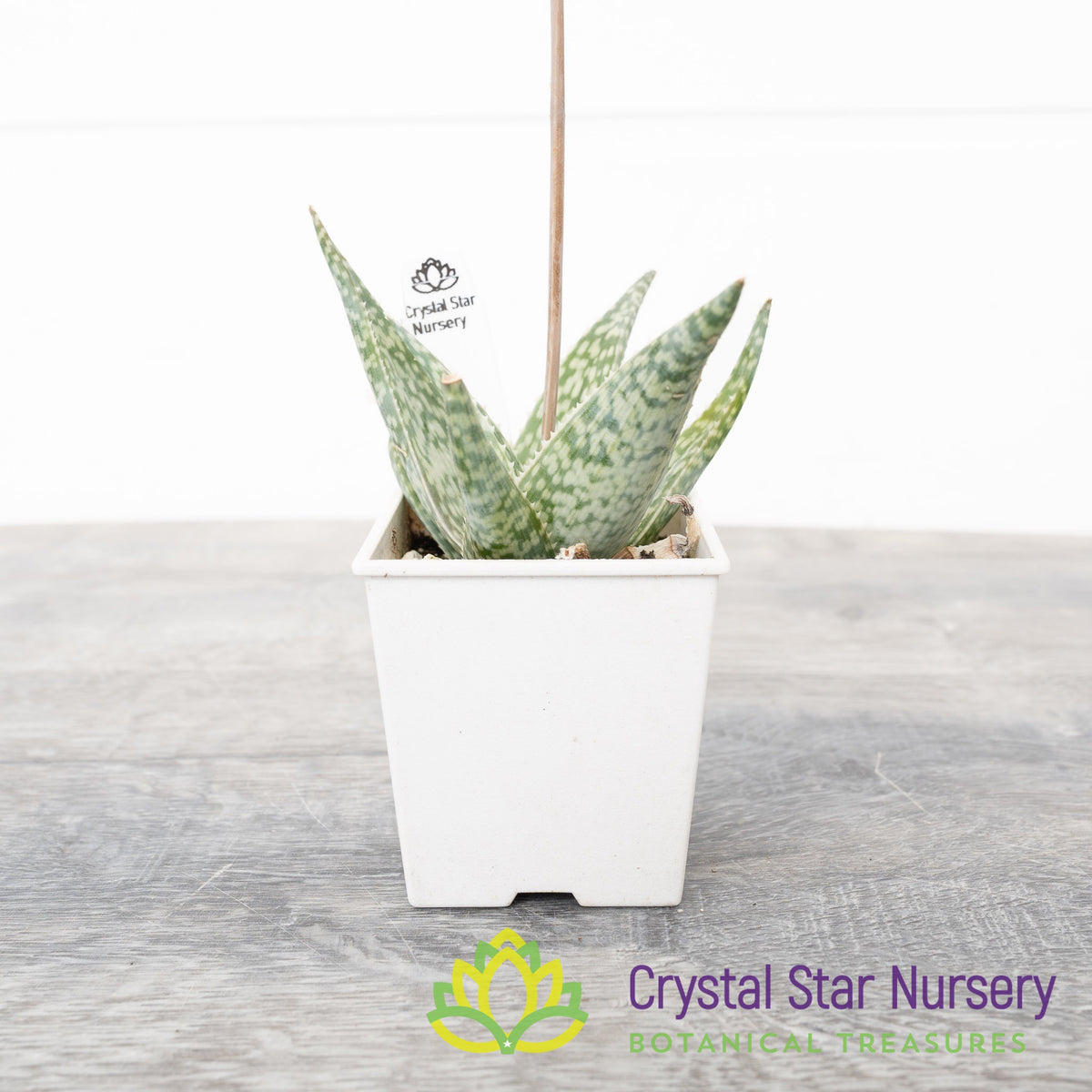 Aloe White Fox