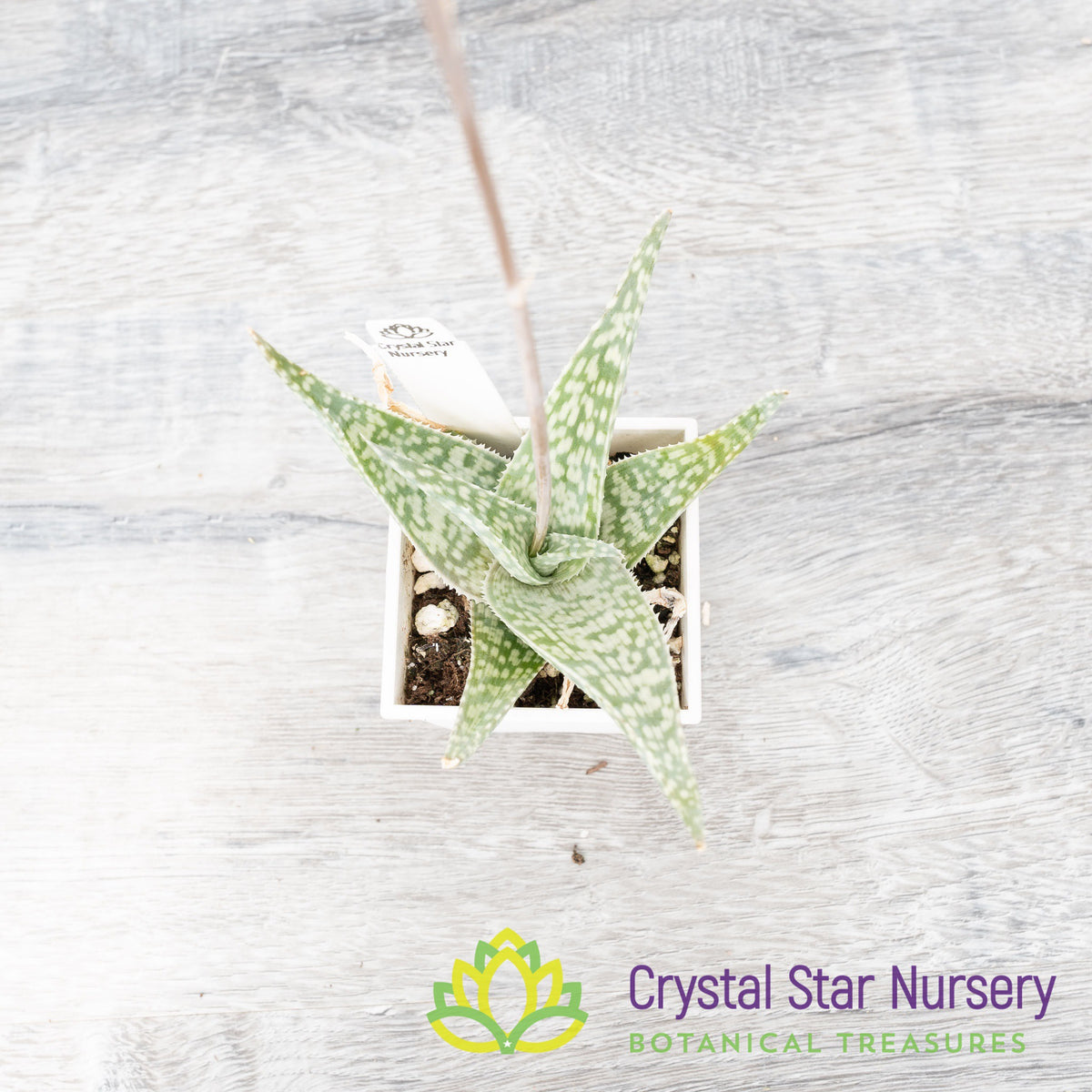 Aloe White Fox