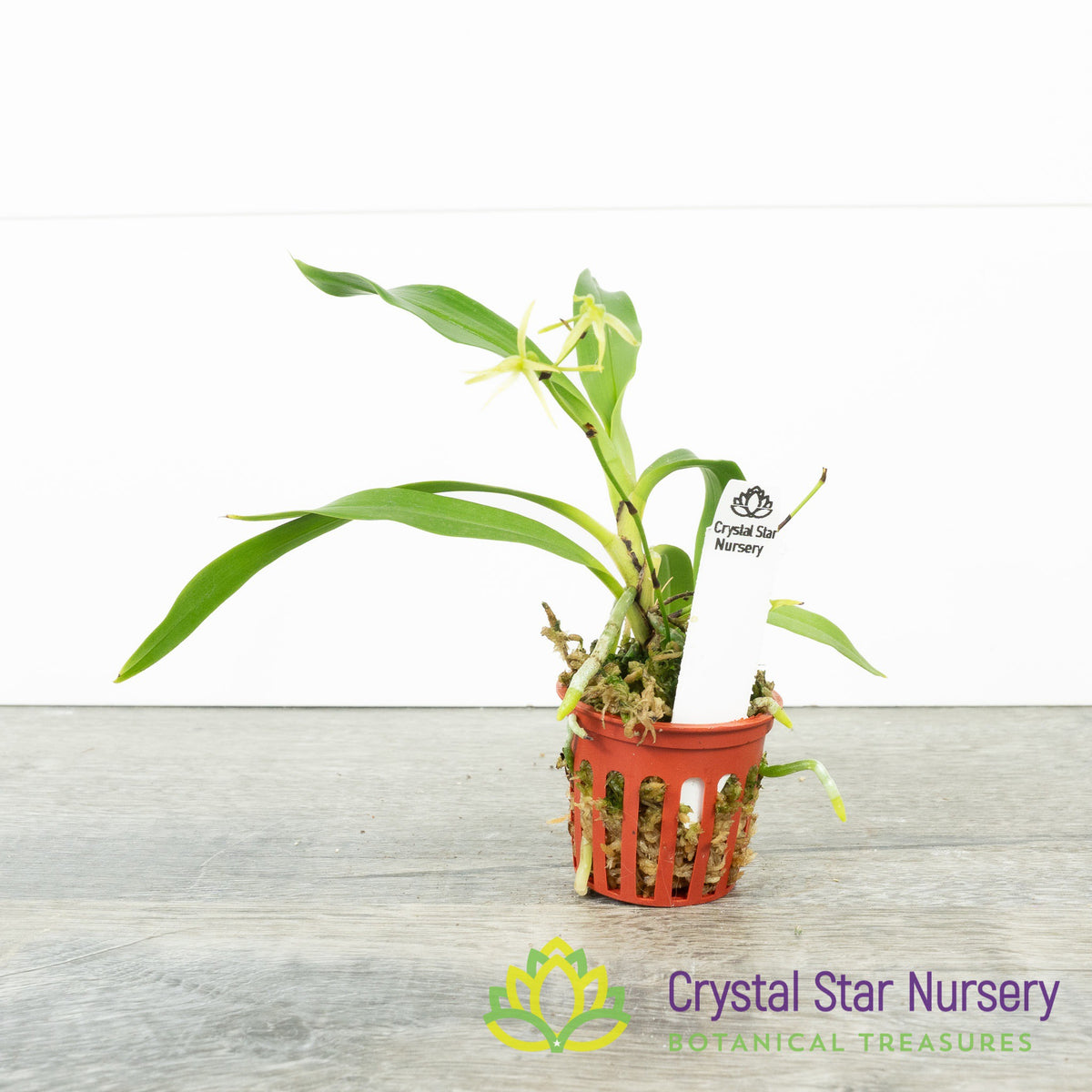 Angraecum Calceolus (KY24)