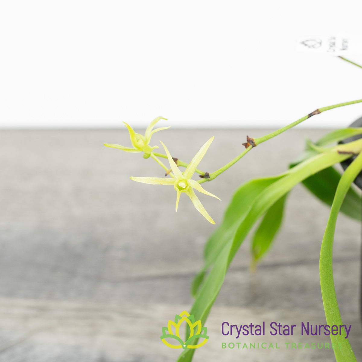 Angraecum Calceolus (KY24)