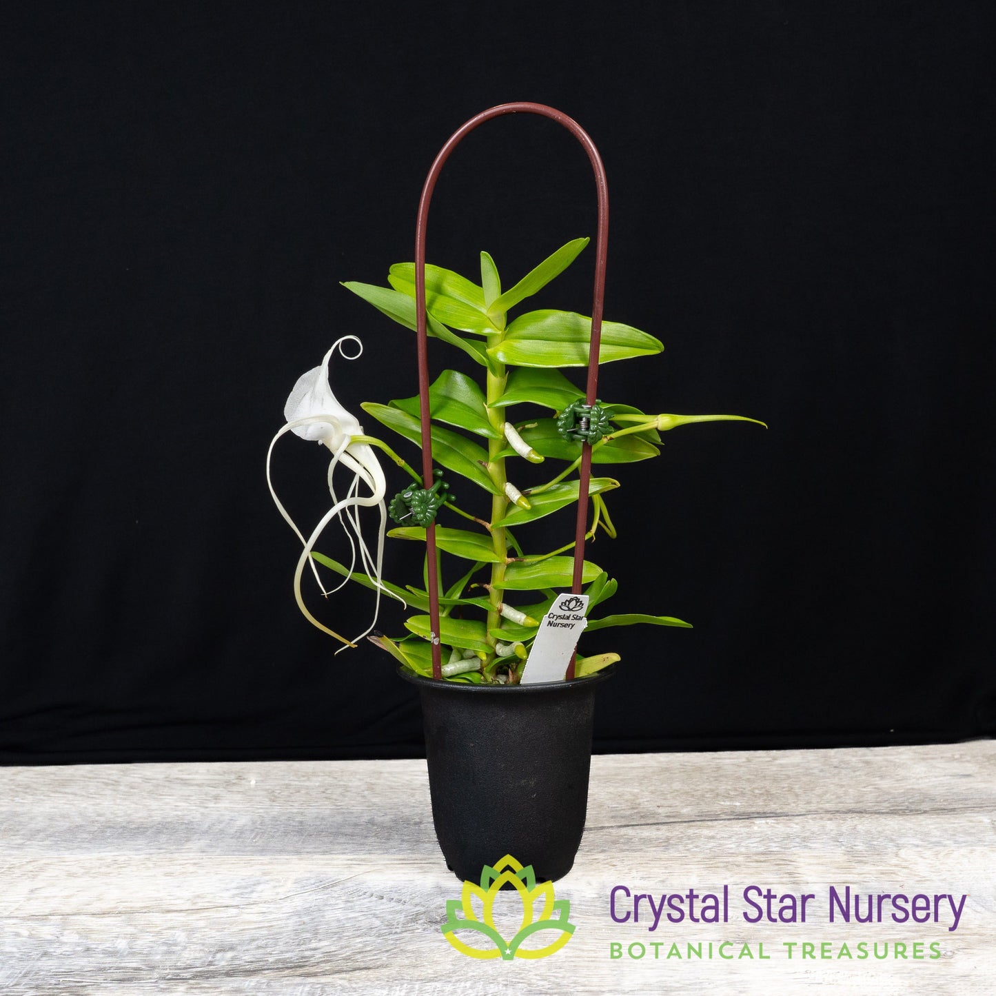 Angraecum Germinyanum