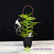 Angraecum Germinyanum