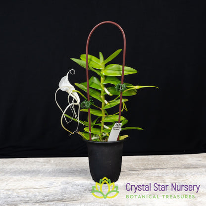Angraecum Germinyanum