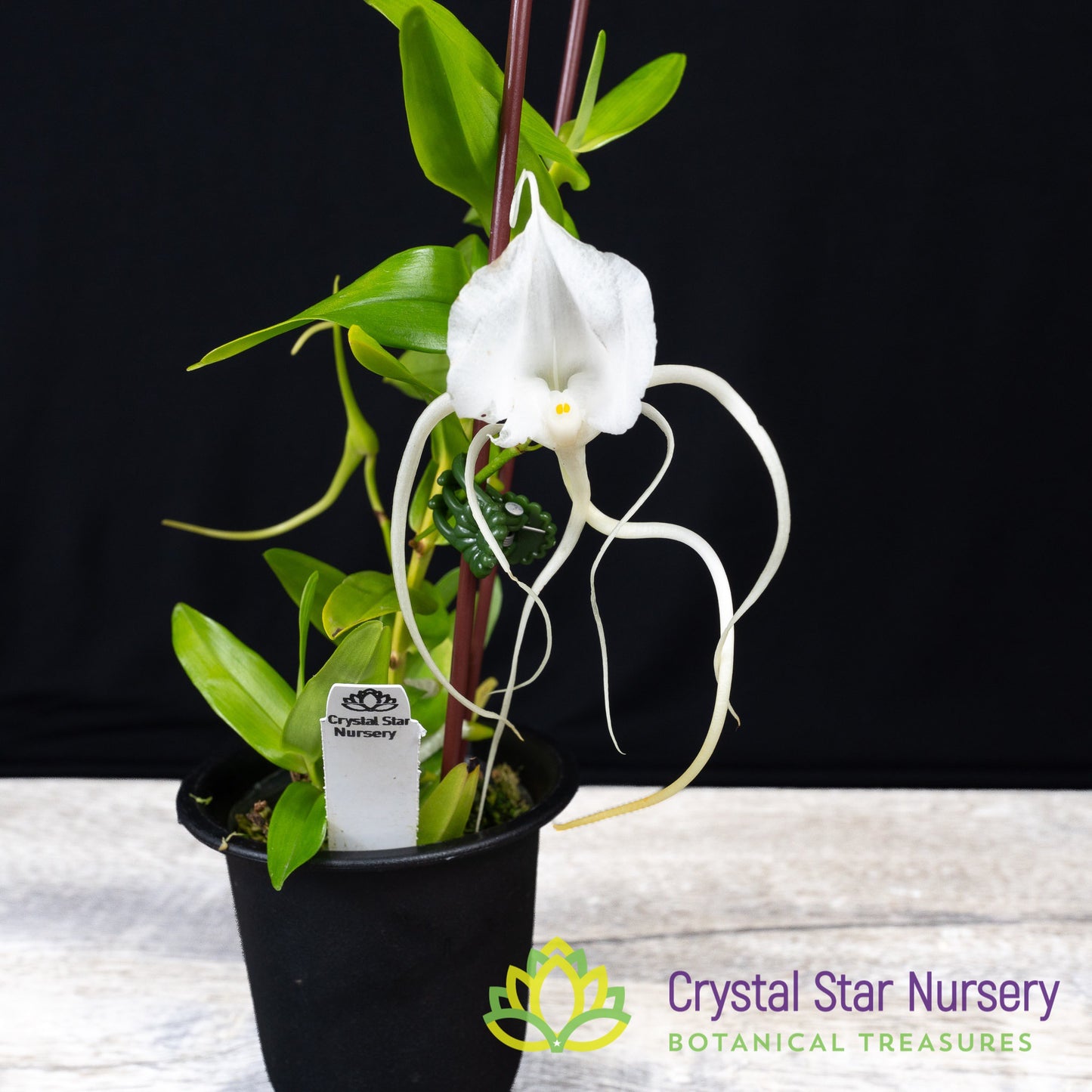 Angraecum Germinyanum