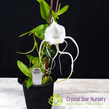 Angraecum Germinyanum