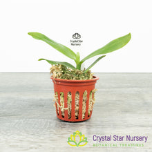 Angraecum Infundibulare (A061)