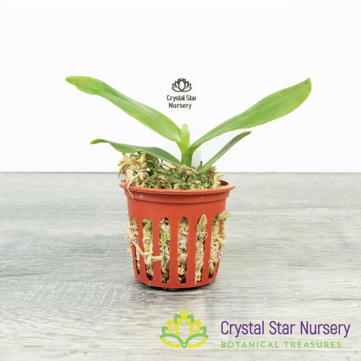 Angraecum Infundibulare (A061)