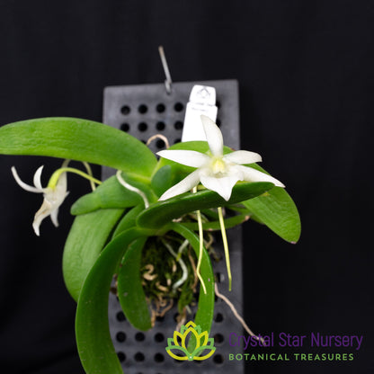 Angraecum leonis