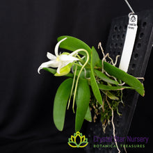 Angraecum leonis