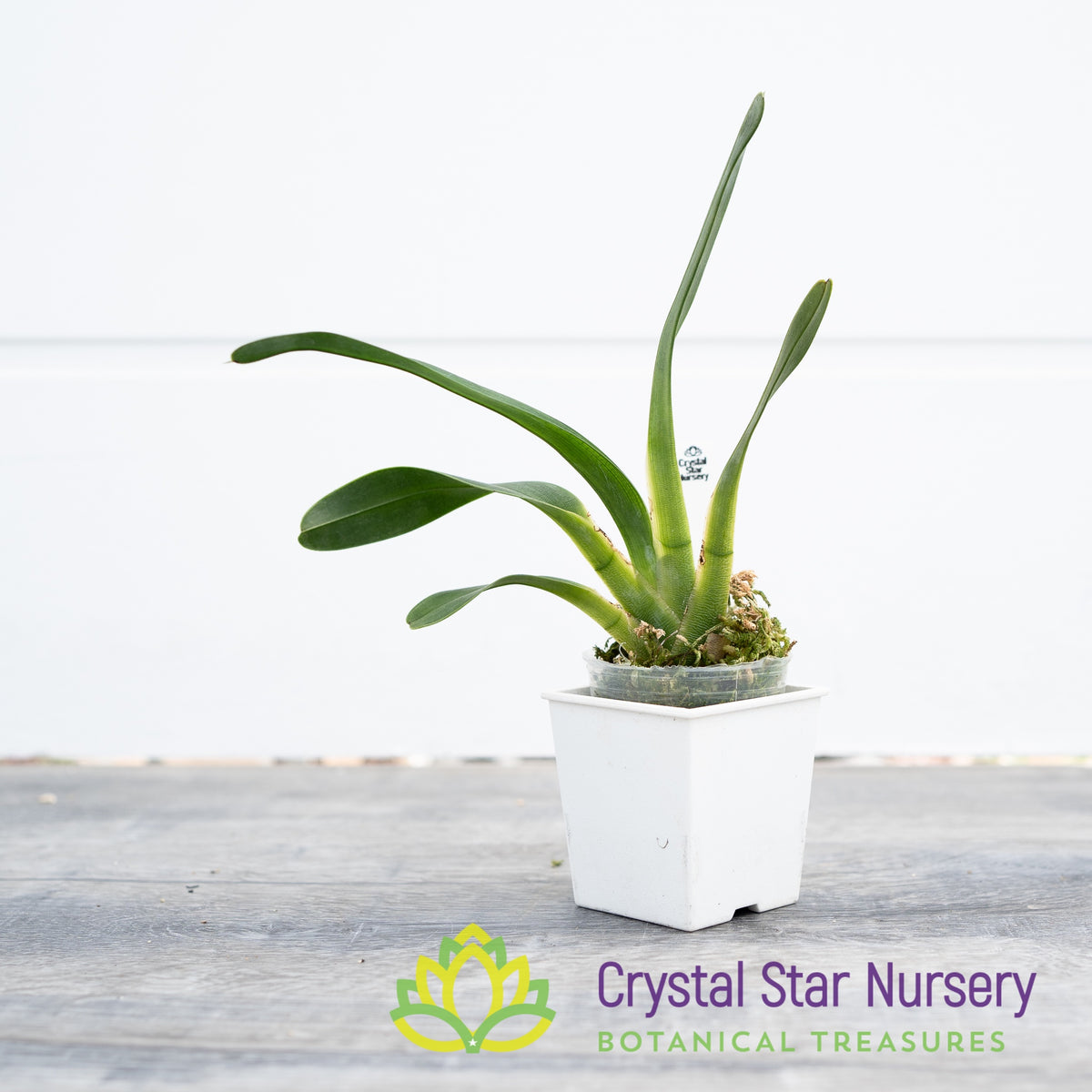 Angraecum Magdalenae
