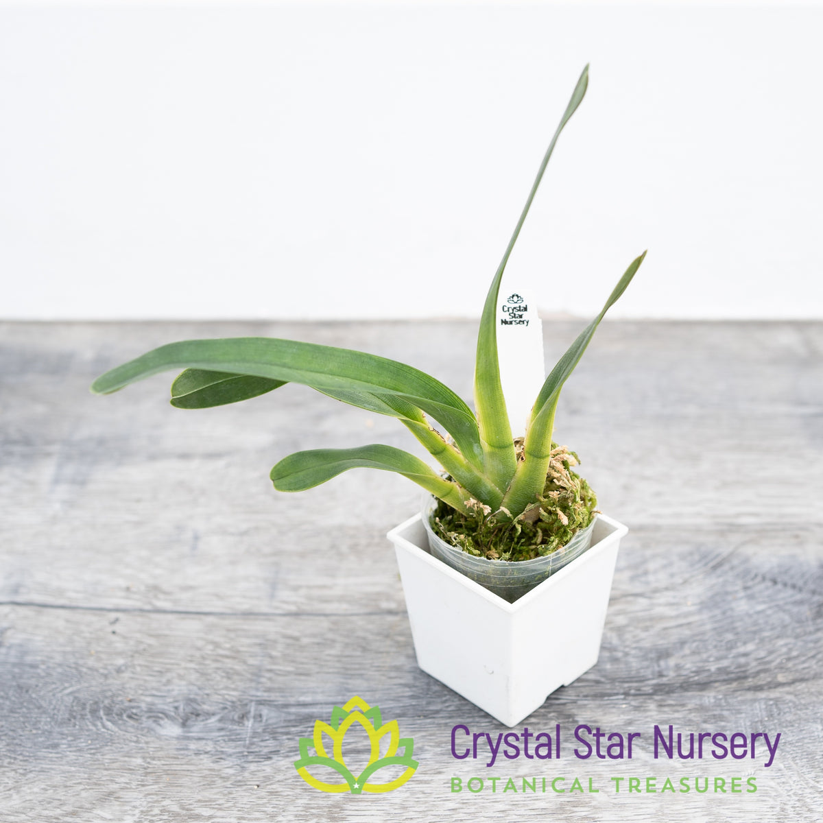 Angraecum Magdalenae