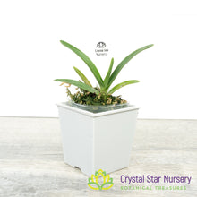 Angraecum Rutenbergianum