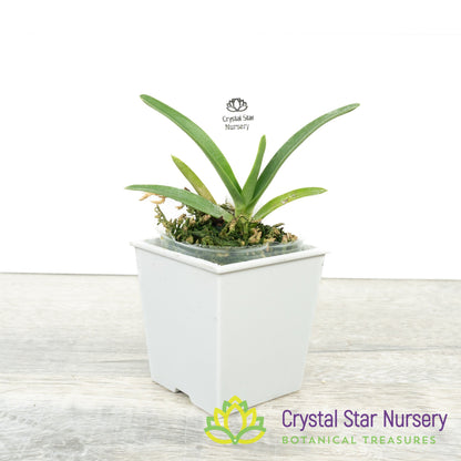 Angraecum Rutenbergianum