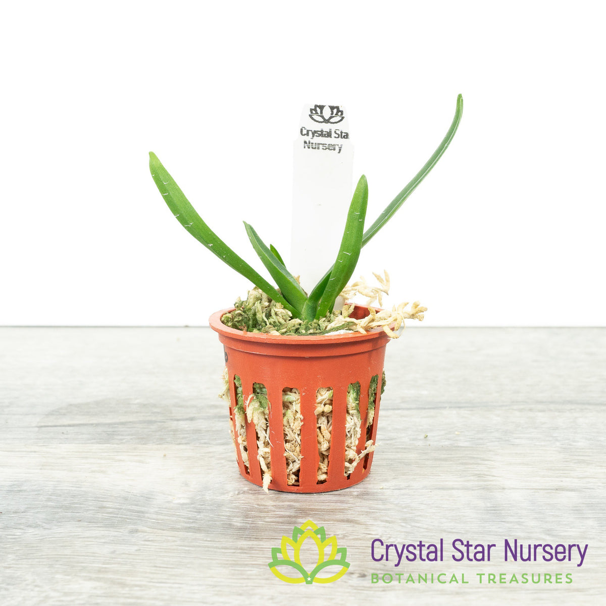 Angraecum Rutenbergianum
