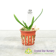 Angraecum Rutenbergianum