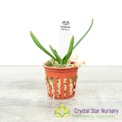 Angraecum Rutenbergianum