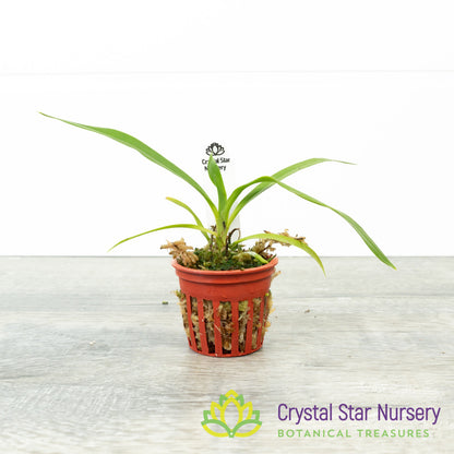 Angraecum Calceolus (KY24)