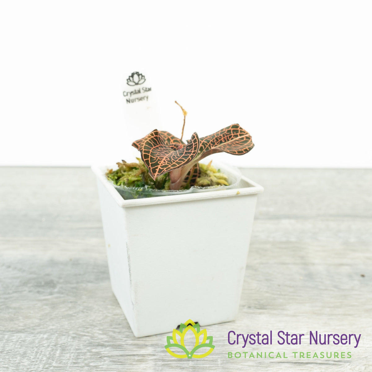 Anoectochilus Hybrid &#39;Rose Gold&#39; (MA35)