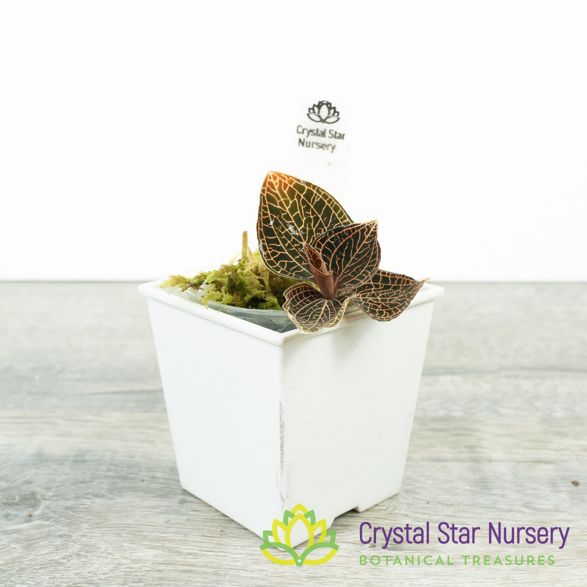 Anoectochilus Roxburghii Hayata &#39;Red Stem Pointed leaves &#39; (MA13E)