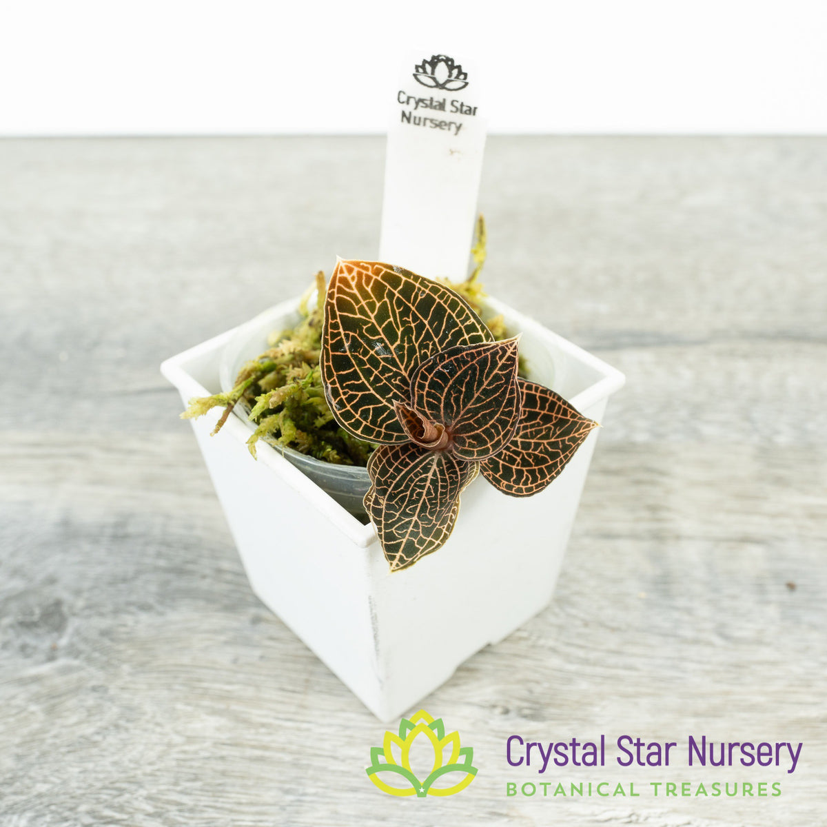 Anoectochilus Roxburghii Hayata &#39;Red Stem Pointed leaves &#39; (MA13E)