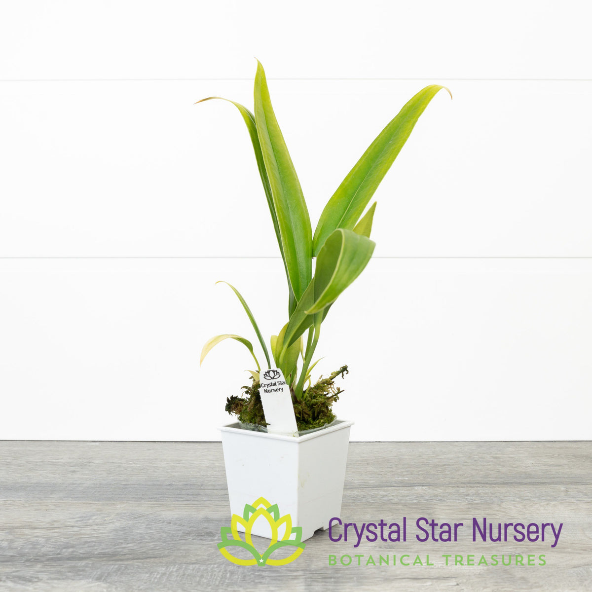 Anthurium Bakeri