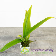 Anthurium Bakeri