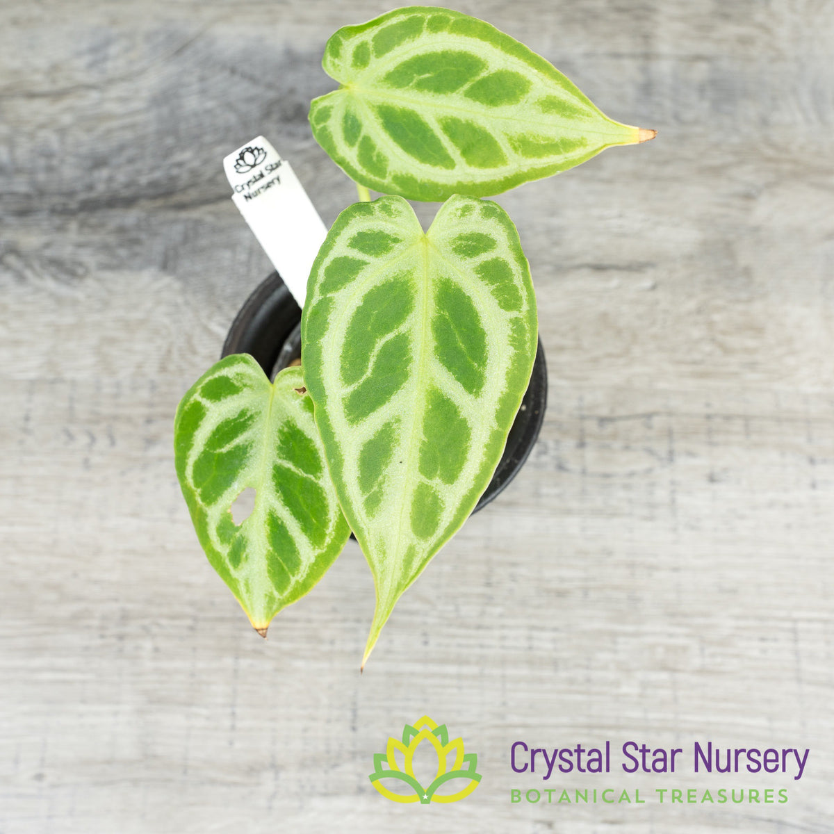 Anthurium Crystallinum