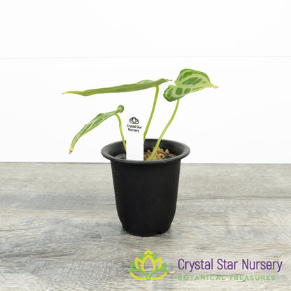 Anthurium Crystallinum